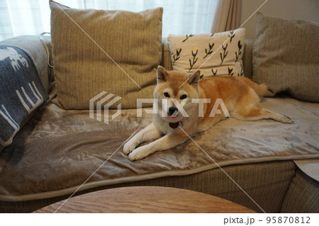 ソファで眠る柴犬 ソファで眠る柴犬 95870812