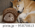 ソファで眠る柴犬 95870813
