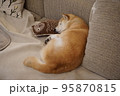 ソファで眠る柴犬 95870815