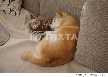 ソファで眠る柴犬 ソファで眠る柴犬 95870815