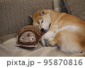 ソファで眠る柴犬 95870816