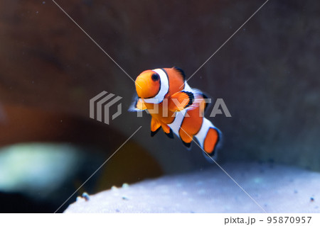 カクレクマノミ 95870957