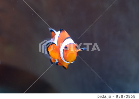 カクレクマノミ 95870959