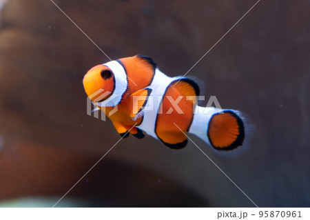 カクレクマノミ カクレクマノミ 95870961