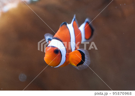 カクレクマノミ 95870968