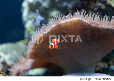 カクレクマノミ カクレクマノミ 95870969
