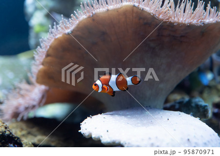 カクレクマノミ 95870971