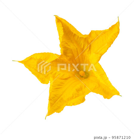 Yellow pumpkin flower isolated on a white background Yellow pumpkin flower isolated on a white background 95871210