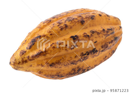 Cocoa fruit, raw Cacao beans, Cocoa pod. Fresh cocoa fruits isolated on white background 95871223