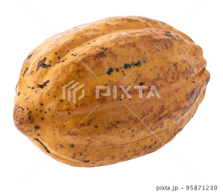 Cocoa fruit, raw Cacao beans, Cocoa pod. Fresh cocoa fruits isolated on white background 95871239