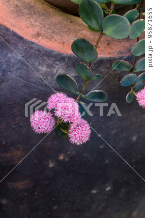 鉢から垂れ下がって咲いた多肉植物ミセバヤの花 95871655