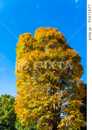 ピークを迎えた欅の紅葉を見上げる 東京都 富士森公園 ピークを迎えた欅の紅葉を見上げる 東京都 富士森公園 95871677