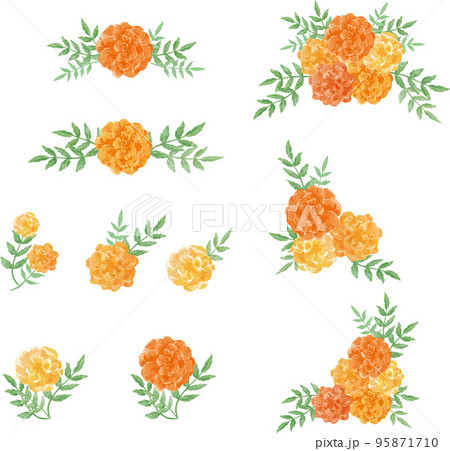 マリーゴールドの花の装飾セット　水彩イラスト素材 95871710