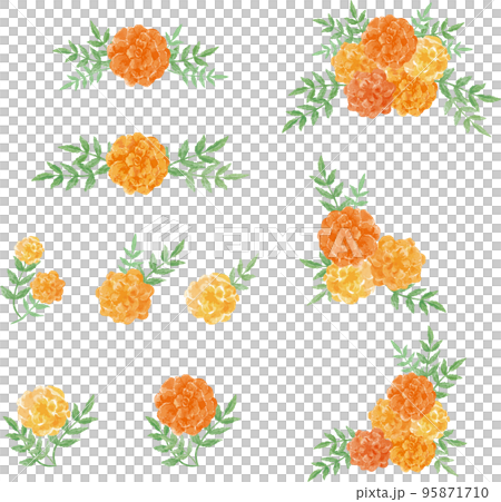 Marigold flower decoration set watercolor illustration material 95871710