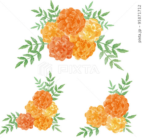マリーゴールドの花の装飾セット　水彩イラスト素材 95871712