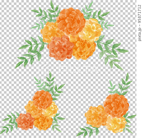 マリーゴールドの花の装飾セット　水彩イラスト素材 95871712
