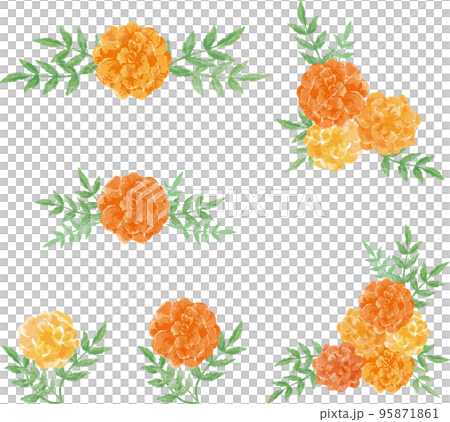 マリーゴールドの花の飾りセット 水彩イラスト素材 マリーゴールドの花の飾りセット 水彩イラスト素材 95871861