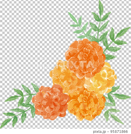 Marigold watercolor illustration material 95871866