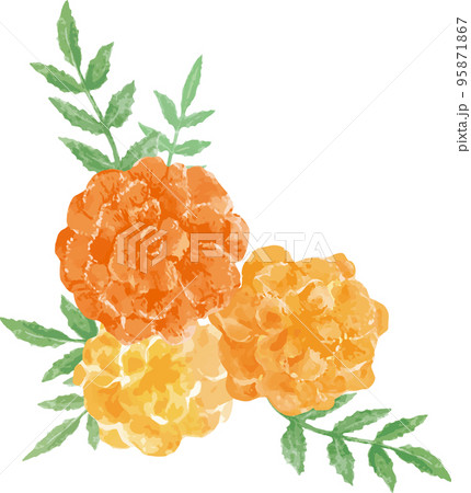マリーゴールド　水彩イラスト素材 95871867