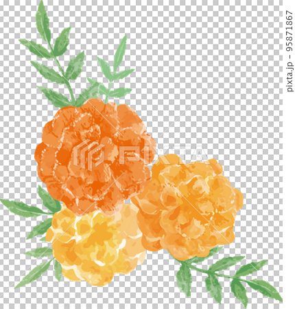Marigold watercolor illustration material 95871867