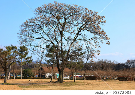 レース 距離 壁画 95872002