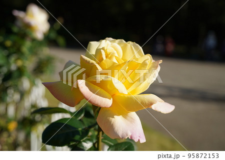 鶴舞公園：黄色いバラ 95872153