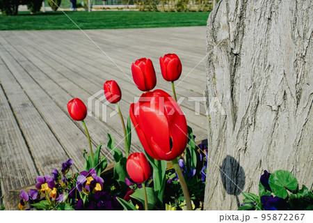 Red tulips by the wooden walkway. Red tulips by the wooden walkway. 95872267