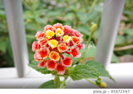 フェンス越しに咲く小さい赤と黄いろの花 95872597