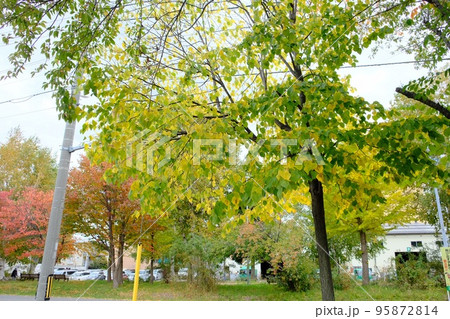 札幌の紅葉 札幌の紅葉 95872814