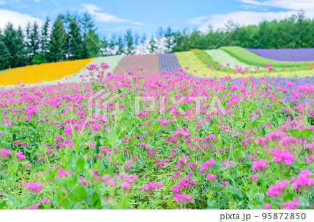 富良野、色鮮やかな花畑、北海道 95872850