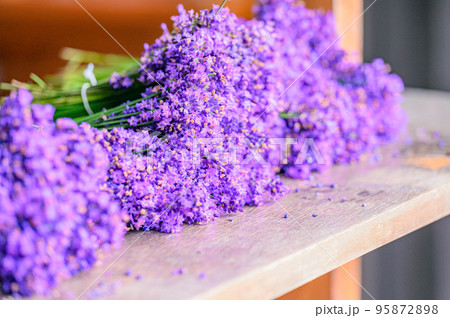 富良野、綺麗な濃い紫色のラベンダー束、北海道 95872898