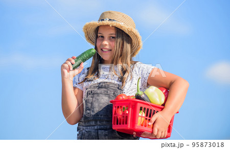 Family farm. Girl adorable child farming. Harvest season. Child carry harvest. Buy organic food. Sunny day at farm. Vegetables in basket. Kid work at farm. Little helper concept. Ripe veggies Family farm. Girl adorable child farming. Harvest season. Child carry harvest. Buy organic food. Sunny day at farm. Vegetables in basket. Kid work at farm. Little helper concept. Ripe veggies 95873018