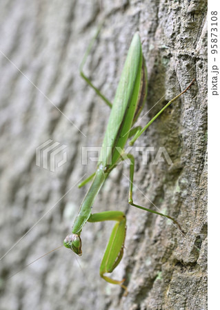 カマキリ カマキリ 95873108