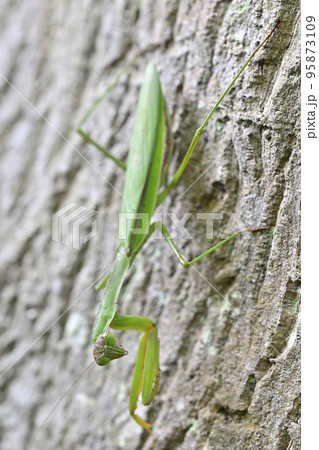 カマキリ カマキリ 95873109