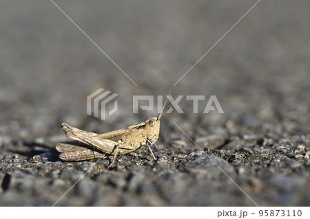 クルマバッタモドキ 95873110