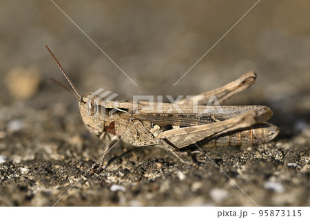 クルマバッタモドキ 95873115
