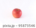 真っ赤に完熟した早生ふじという品種のリンゴ 95873546