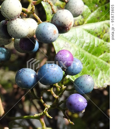 ノブドウの実 95873605