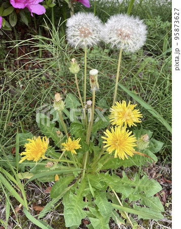 たんぽぽと綿毛様　おまとめ割　フォロー割　専用です。 たんぽぽの花と綿毛の写真素材 [95873627] - PIXTA