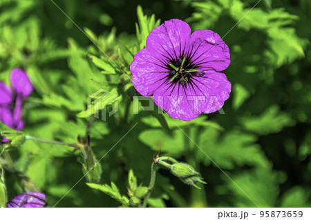 Geranium sanguineum known as bloody crane's-bill 95873659