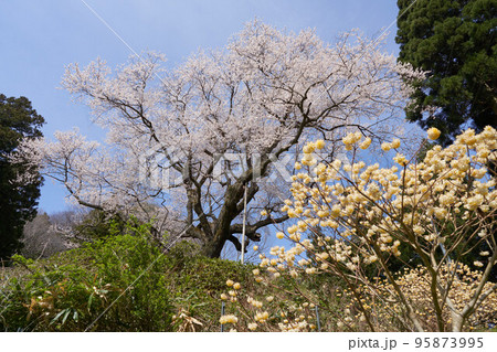 金谷の城山桜が満開となっている 95873995