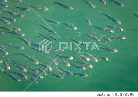 School of sardines young fish under translucent caribbean sea, Aruba beach 95873996