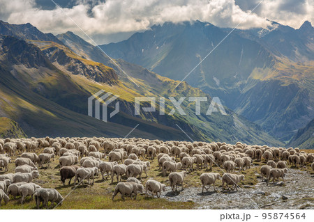 Flock of sheeps moving down the valley, French Alps, border with Switzerland 95874564