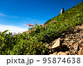 登山道わきのチングルマ 95874638
