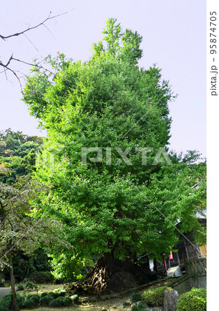 埼玉県東松山市 坂東三十三観音10番札所 正法寺 岩殿観音の大銀杏 埼玉県東松山市 坂東三十三観音10番札所 正法寺 岩殿観音の大銀杏 95874705