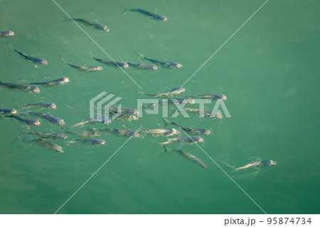 School of sardines young fish under translucent caribbean sea, Aruba beach 95874734