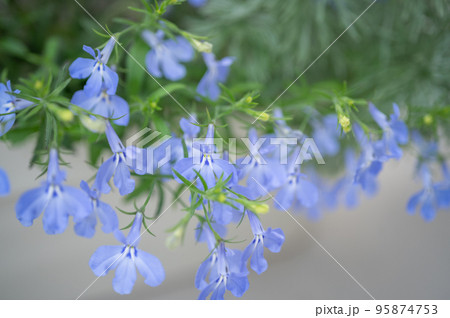 青く小さな可愛い花のアズーロコンパクト|ベランダガーデニング 95874753