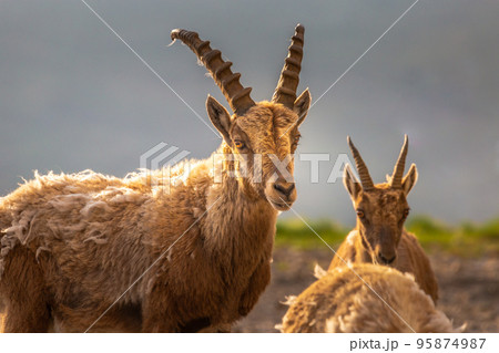 Ibex wild animal and mountain fauna, Gran Paradiso italian Alps, Italy 95874987