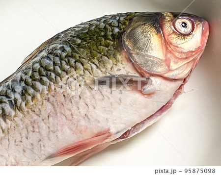 中国食材・鲫魚（フナ） 95875098