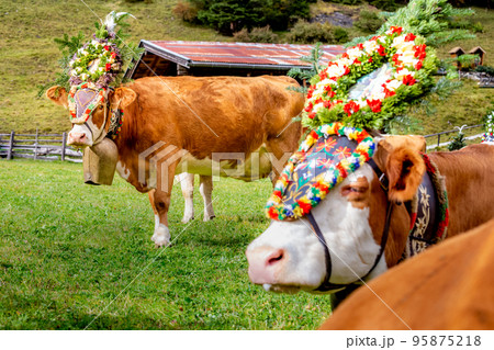 Ornate Cow parade called Almabtrieb in Zillertal, Austrian alps Ornate Cow parade called Almabtrieb in Zillertal, Austrian alps 95875218